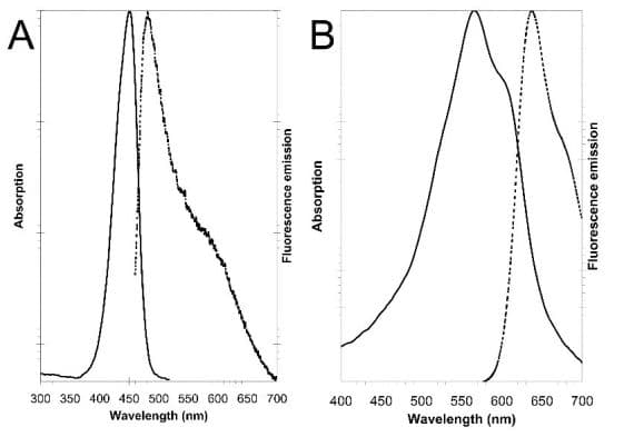 Nucleolar/Nuclear Staining Kit - Green/ Red Fluorescence - Cytopainter(AB139474)
