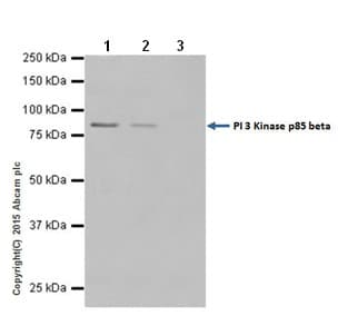 Anti-PI 3 Kinase p85 beta antibody [EPR18416] - BSA and Azide free(AB231161)