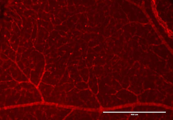 Anti-RFP antibody(AB124754)