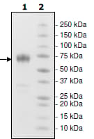 Ab216222  Sds Page Img39772