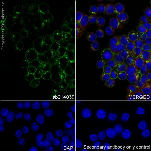 Anti-Transferrin Receptor antibody [EPR20584](AB214039)