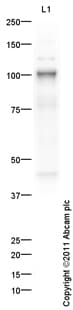 Goat Rabbit Igg H L Hrp Preadsorbed Ab97080  Western Blot Img98478
