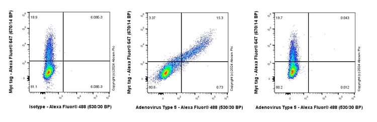 Anti-Adenovirus Type 5 Hexon antibody [EPR28237-57](AB316852)