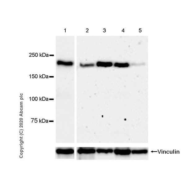 Anti-Laminin beta 2 antibody [EPR23568-91](AB277521)