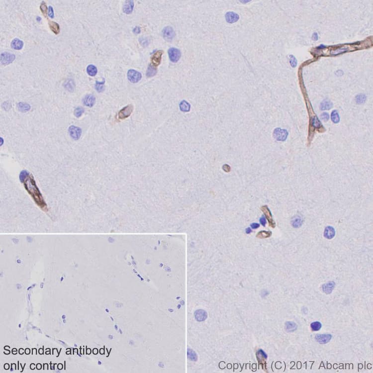 Anti-Integrin alpha 5 antibody [EPR7854] - Low endotoxin, Azide free(AB221606)