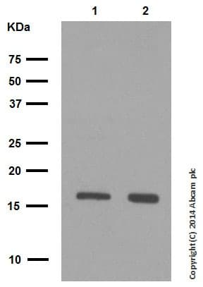 Anti-CDKN2A/p16INK4a antibody [EPR1473] - C-terminal(AB108349)