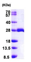 Ab102026  Sds Page Img90298