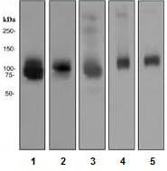 Anti-ATG9A antibody [EPR2450(2)](AB108338)