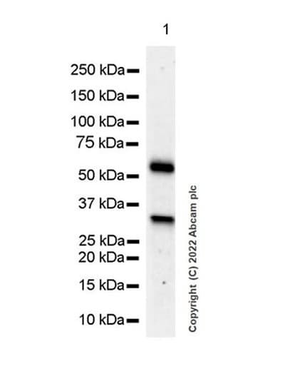Anti-GBA antibody [EPR24106-87] - BSA and Azide free(AB303509)