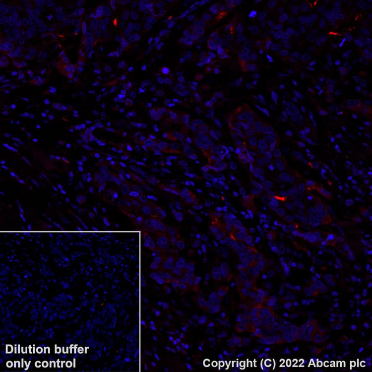 Alexa Fluor® 594 Anti-CD133 antibody [EPR20980-104](AB305371)