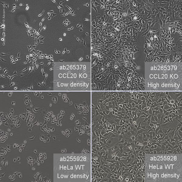 Human CCL20 (Macrophage Inflammatory Protein 3 alpha) knockout HeLa cell line(AB265379)
