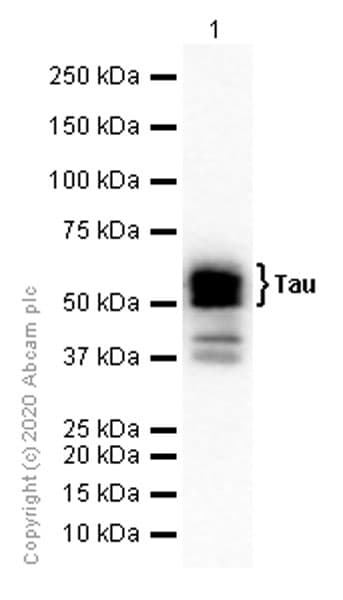 Anti-Tau antibody [EP2456Y](AB76128)