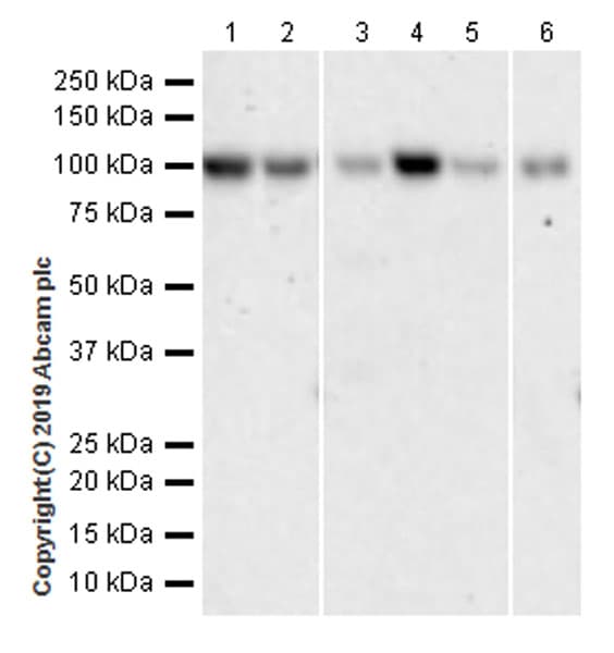 Anti-BAP1 antibody [EPR22826-65](ab255611)