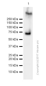 Syk Antibody Ep573y Ab40781  Western Blot Img7793