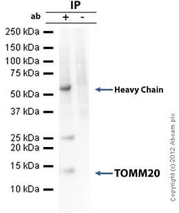 Anti-TOMM20 antibody [4F3] - BSA and Azide free(ab56783)