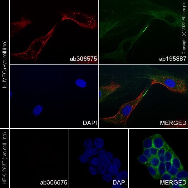 Alexa Fluor® 647 Anti-TIE2 antibody [EPR21915](AB306575)