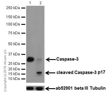 Anti-Caspase-3 antibody [EPR18297](AB184787)