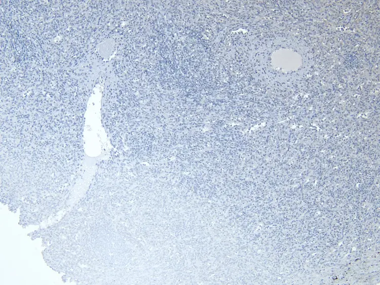Anti-Iba1 antibody(AB5076)
