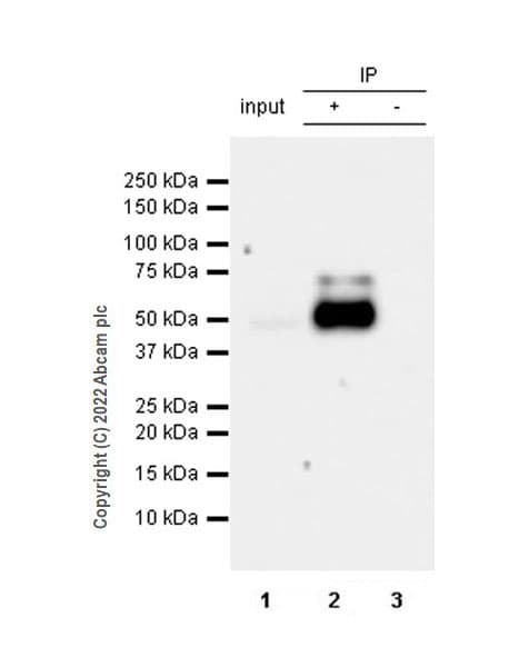 Anti-GABRD antibody [EPR25324-253](AB300348)