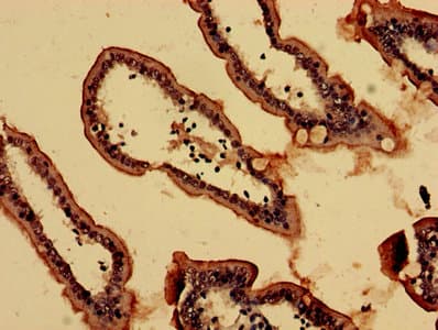 Anti-C20orf112/NOL4L antibody(ab237758)
