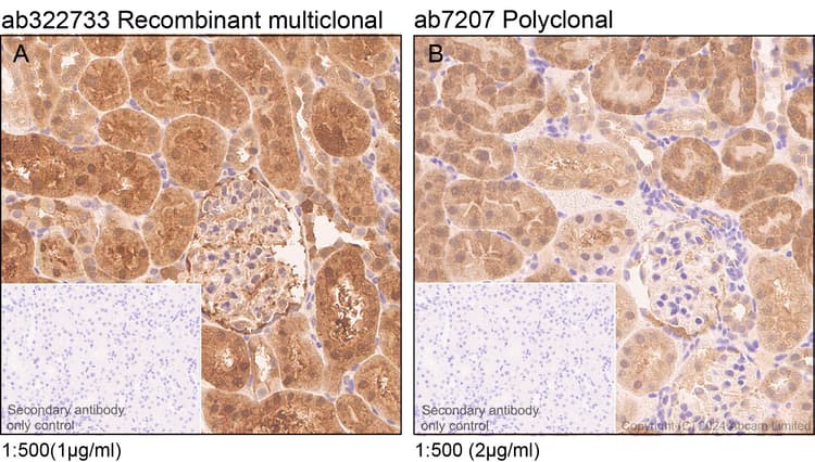Anti-MIF antibody(AB7207)