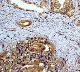 Mek2 Antibody Y78 Ab32517  Immunohistochemistry Formalin Pfa Fixed Paraffin Embedded Sections Img119769
