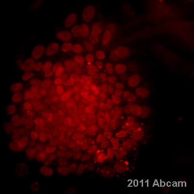 Embryonic Stem Cell Marker Panel (Human: Oct4, Nanog, Tra-1-60 (R), SOX2, SSEA4)(AB109884)