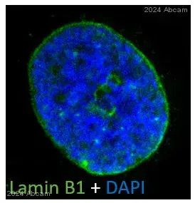 Immunocytochemistry Immunofluorescence Anti Lamin B1 Antibody Nuclear Envelope Marker Ab16048 Image06