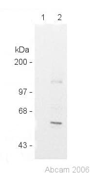 Anti-MEF2D antibody(AB32845)