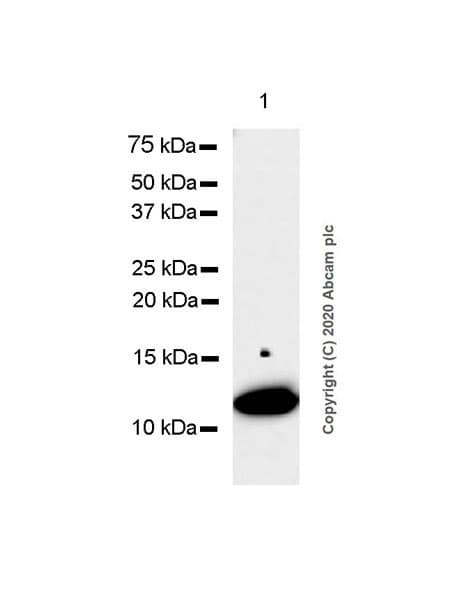 Psoriasin Antibody Epr23482 38 Ab275026  Western Blot Img835