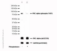 Anti-PKC alpha (phospho T497) antibody [EP2608Y] - BSA and Azide free(AB284734)