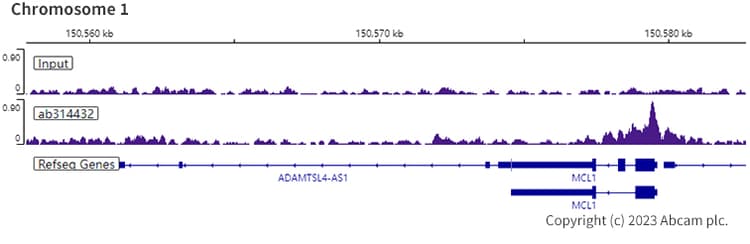 Anti-pan Brd4 antibody [EPR25424-71](AB314432)