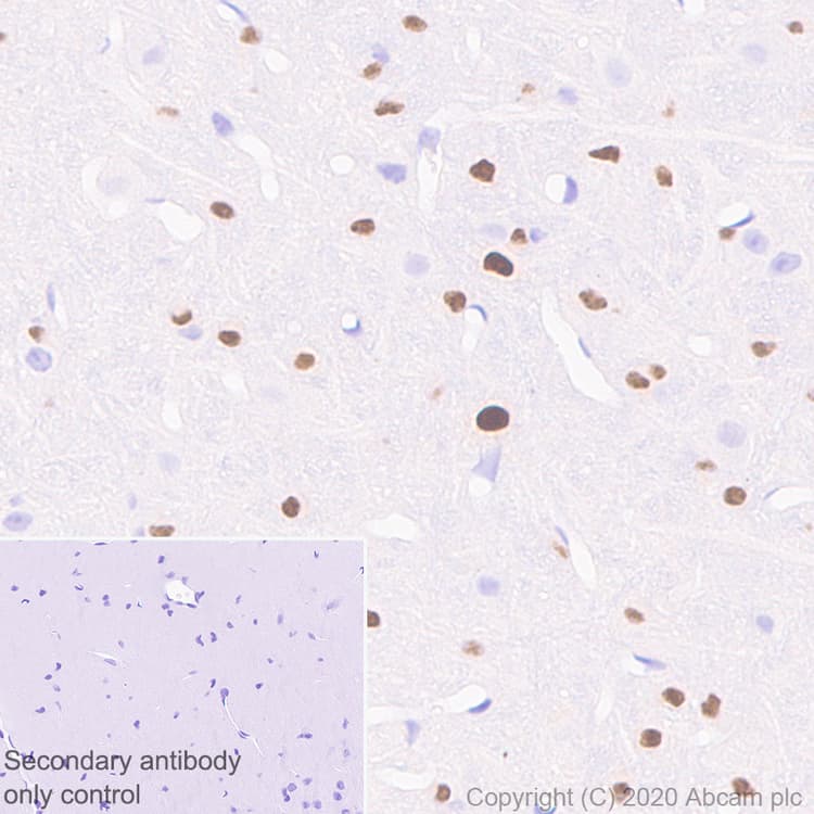 Anti-SOX10 antibody [SOX10/991](AB218522)