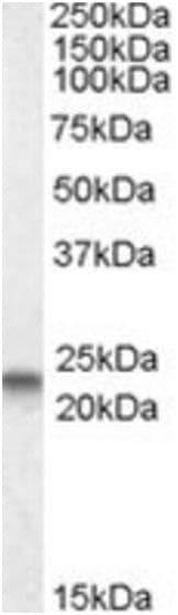 Anti-Caveolin-3 antibody - N-terminal(AB189349)