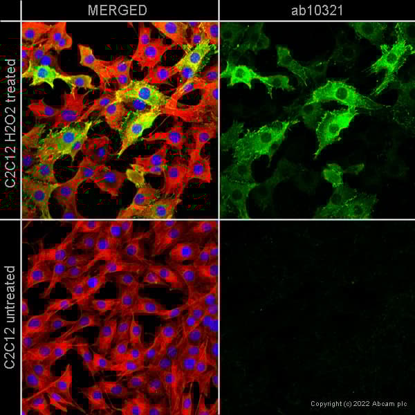 Anti-beta Tubulin antibody - Loading Control(AB6046)