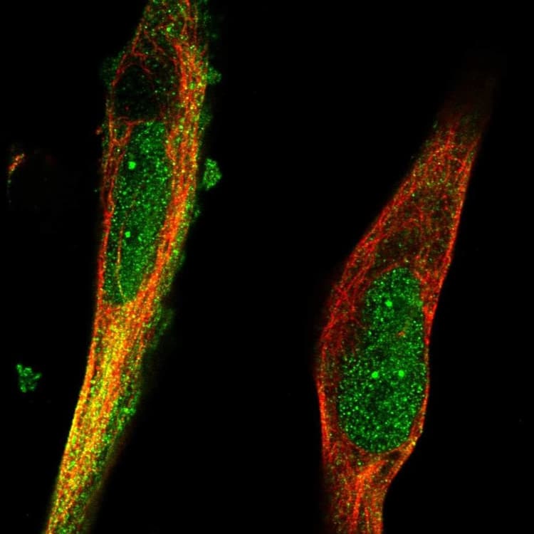 Trim36 Antibody Ab272672  Immunocytochemistry Immunofluorescence Img58491