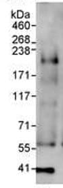 Kmt4 Dot1l Antibody Ab72454  Immunoprecipitation Img37856