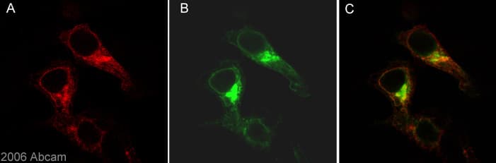 Anti-beta Amyloid antibody [DE2B4](AB11132)