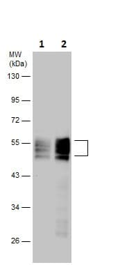 Anti-RUNX1 / AML1 antibody(AB229482)