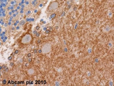 Anti-EAAT1 antibody(ab416)