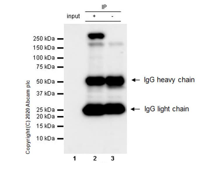 Anti-RNA polymerase II CTD repeat YSPTSPS antibody [1C7](ab252854)