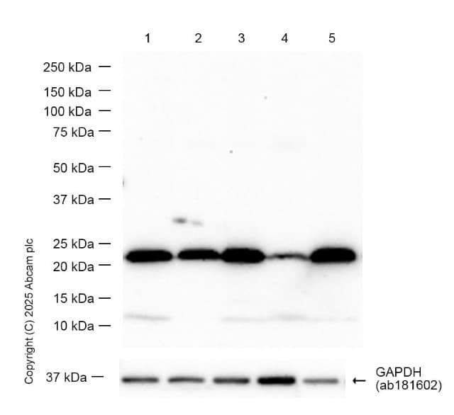 Anti-TMS1/ASC antibody [EPR10402(B)] - BSA and Azide free(AB249023)