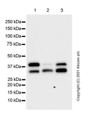 Epcam Antibody E144 Bsa And Azide Free Ab183178  Western Blot Img175947