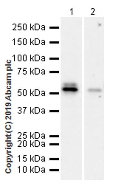 Anti-RUNX2 antibody [EPR22858-106] - ChIP Grade(AB236639)