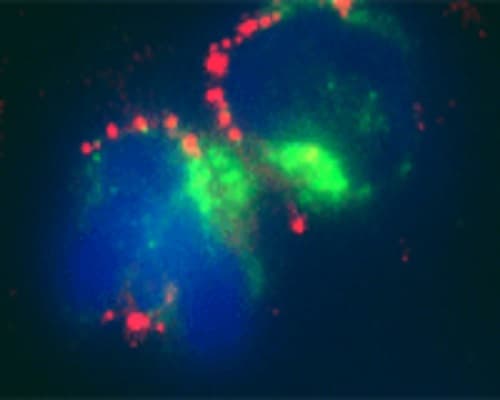 Anti-LC3C antibody(ab244212)