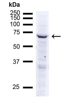 Rhodopsin Antibody Rho 4d2 Ab98887  Western Blot Img96533