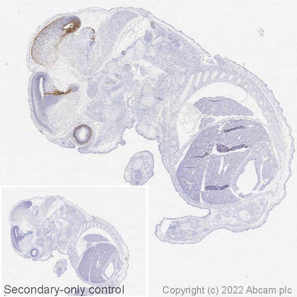 Anti-Otx2 antibody [EPR20375](AB183951)