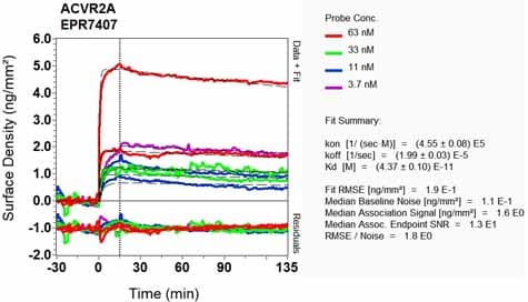 Anti-Activin Receptor Type IIA/ACVR2A antibody [EPR7407](AB134082)