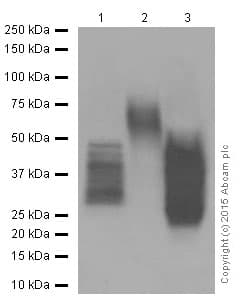 Anti-CD63 antibody [EPR5702] - Late Endosome Marker(AB134045)