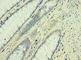 Taf1b Antibody Ab238759  Immunohistochemistry Formalin Pfa Fixed Paraffin Embedded Sections Img31782